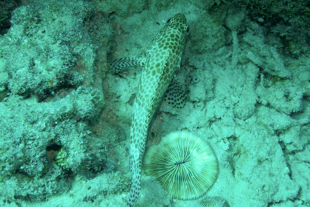 カンモンハタの写真3｜岩と岩の間にいました。