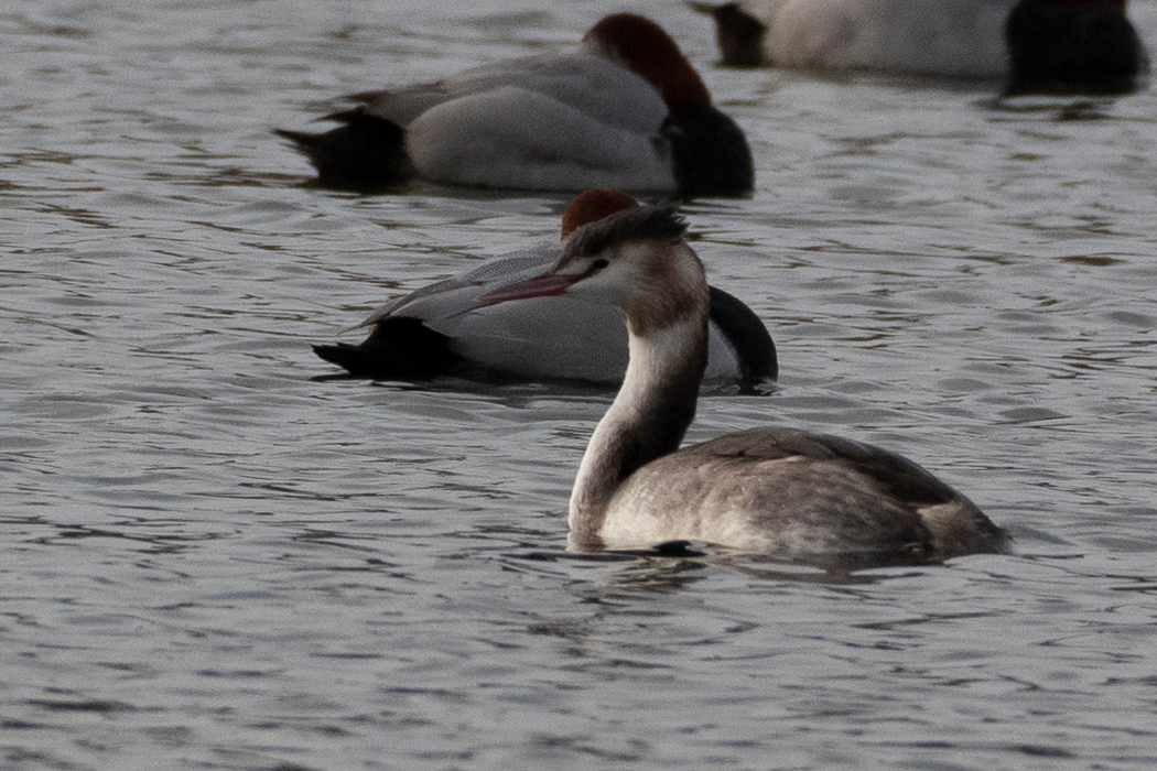 写真｜「カンムリカイツブリ」