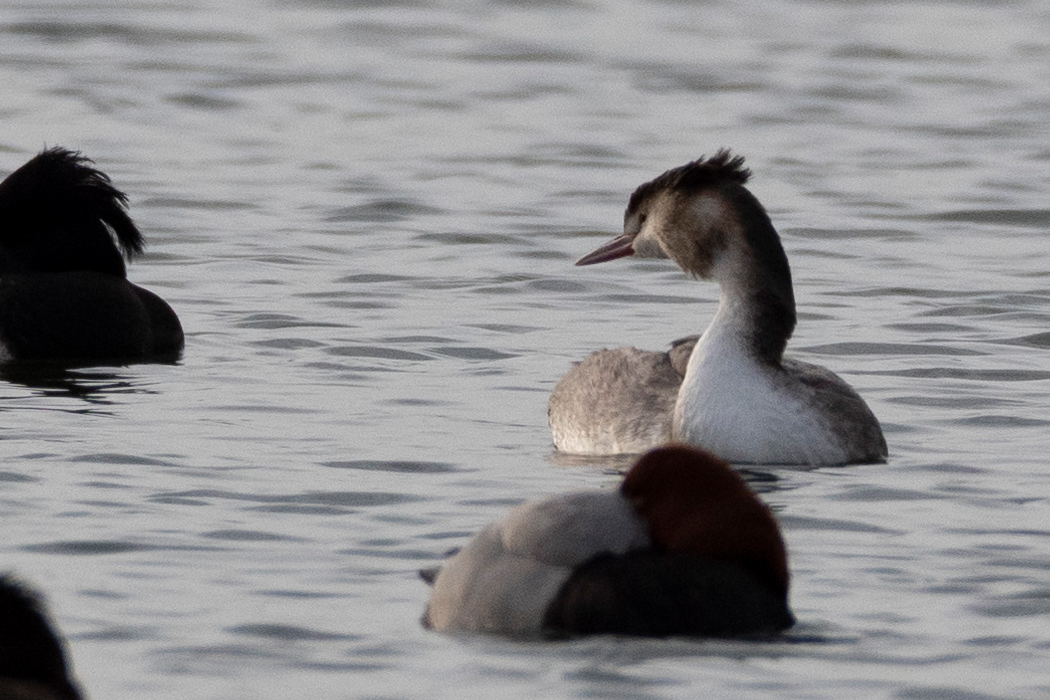 Picture of Great Crested Grebe3｜White feathers from throat to chest.