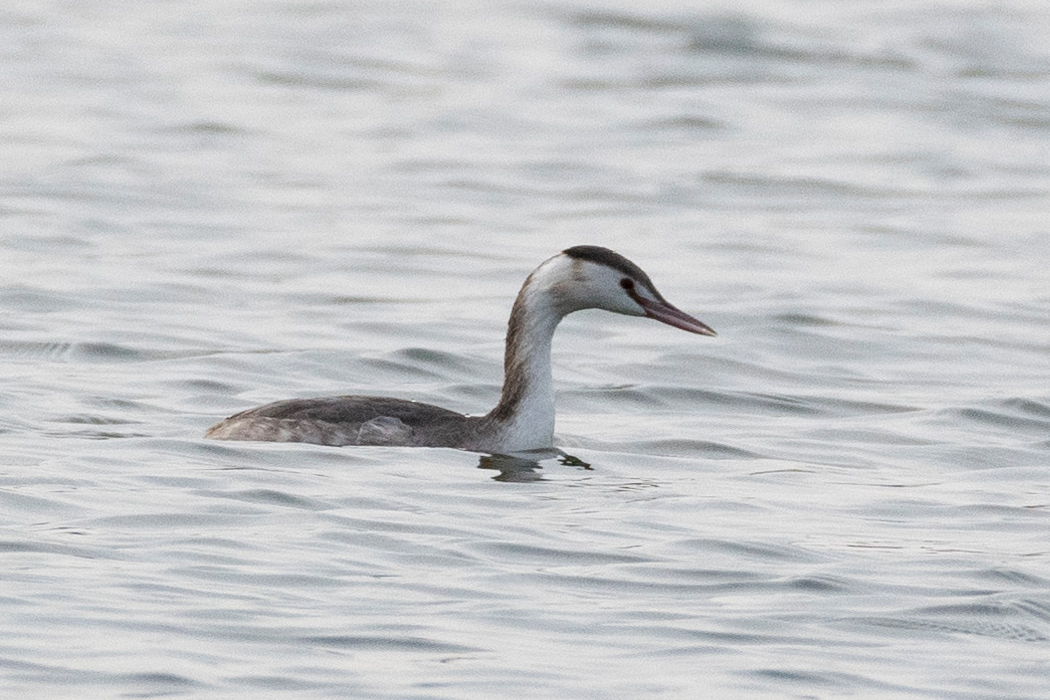 Picture of Great Crested Grebe4｜After entering the water, the crest is sleeping.