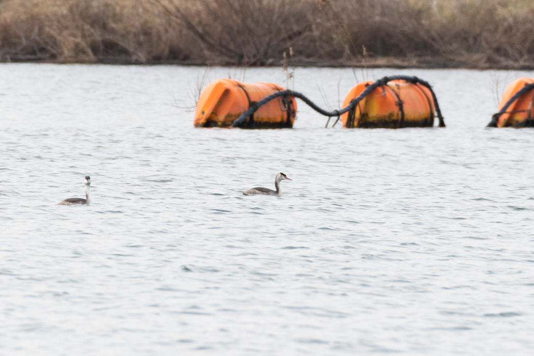 写真｜「カンムリカイツブリ」
