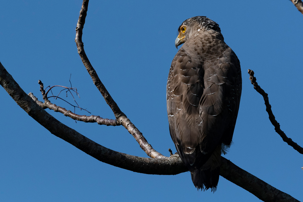写真｜「カンムリワシ」
