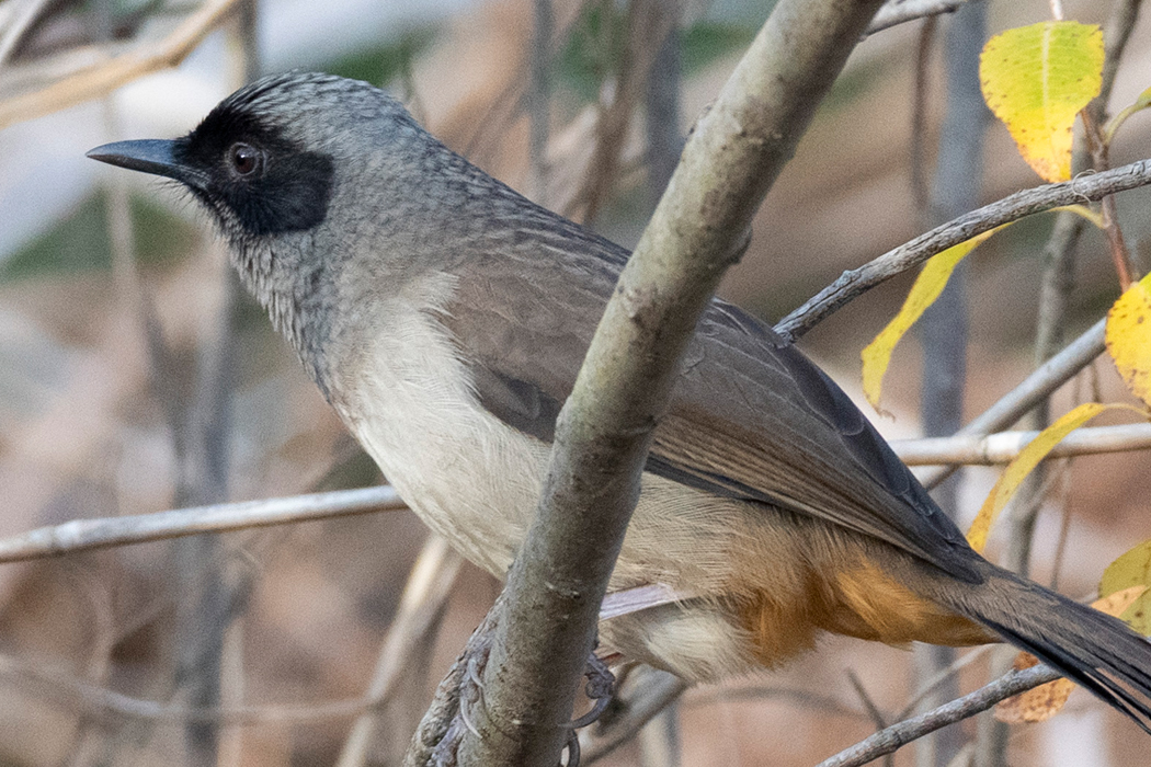 カオグロガビチョウの写真1｜目の後ろにかけて四角く黒いです。