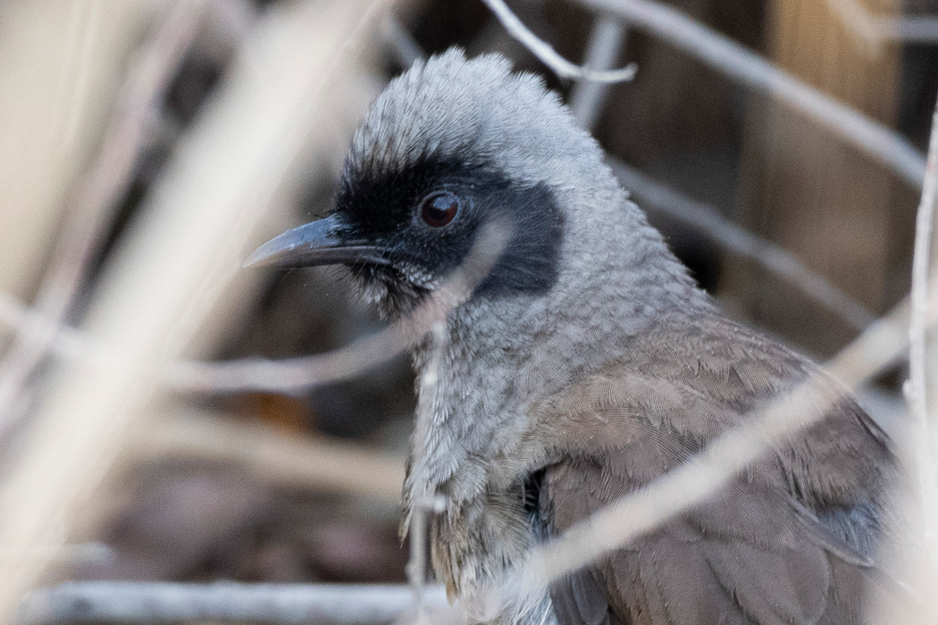 カオグロガビチョウの写真2｜藪の中で採餌していました。