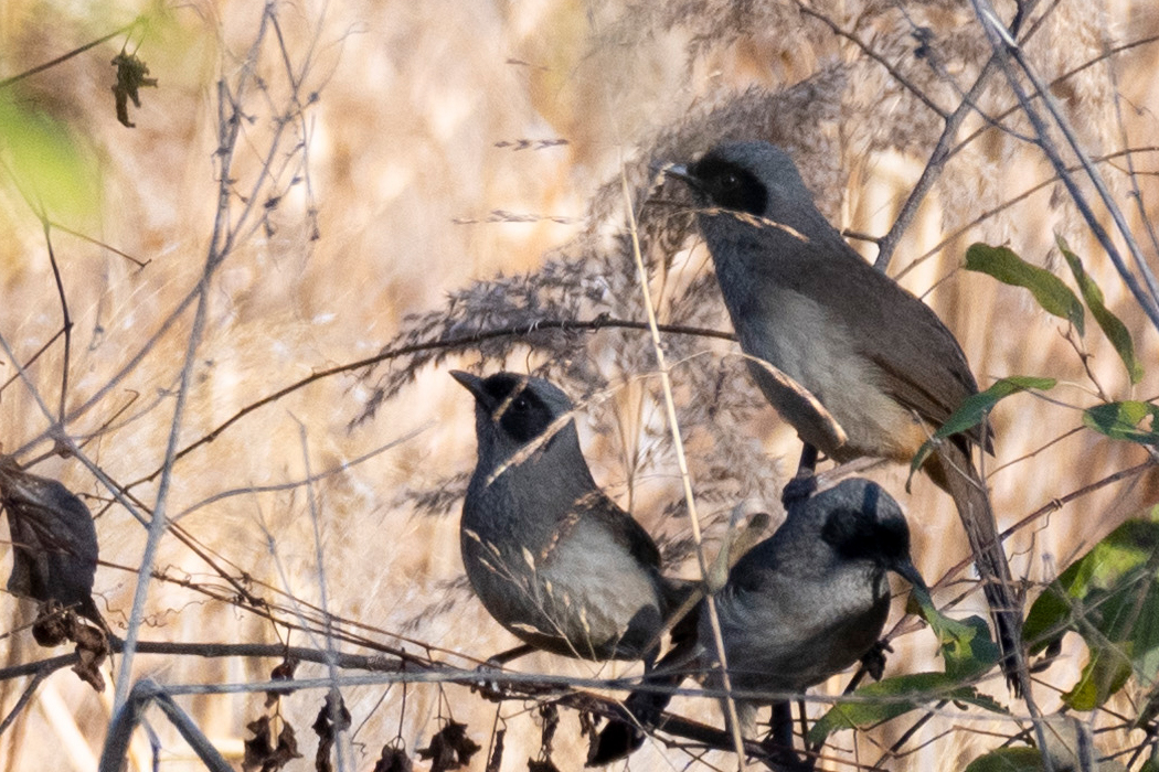 カオグロガビチョウの写真3｜群れでノスリを警戒しています。