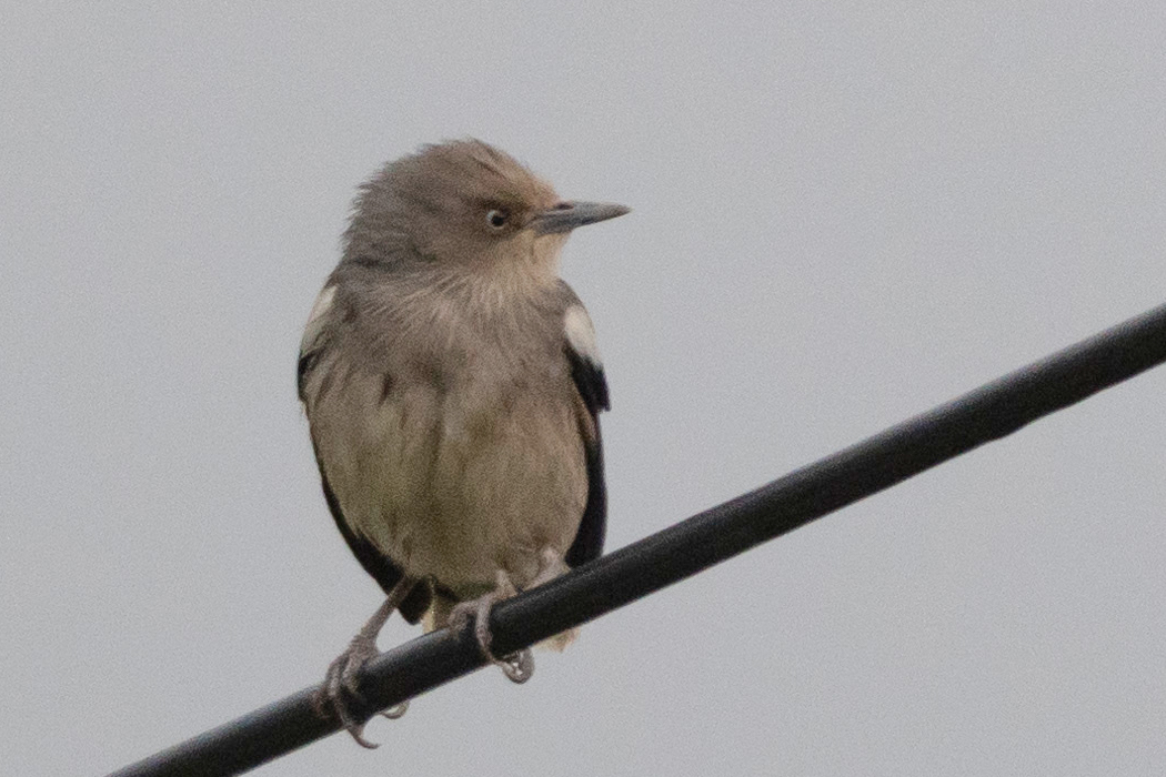 全身が灰褐色で、肩から翼にかけては白いです。