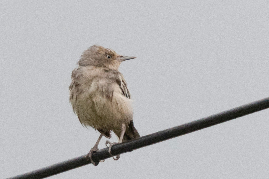 若い個体です。