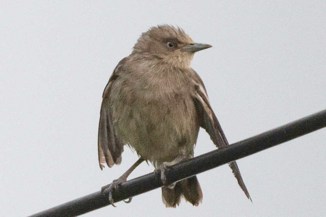 電線でリラックスしていました。