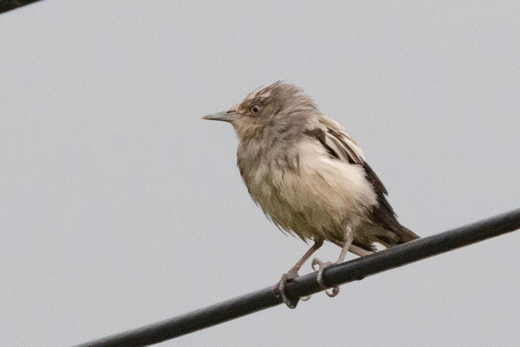 腹は白いです。