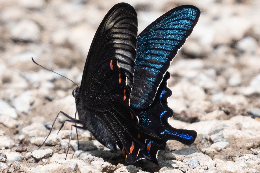 カラスアゲハの写真4｜翅の裏側の縁には赤い斑点があります。