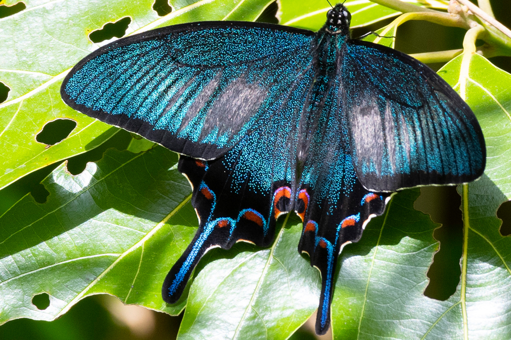 カラスアゲハの写真5｜沢沿いの葉にとまりました。