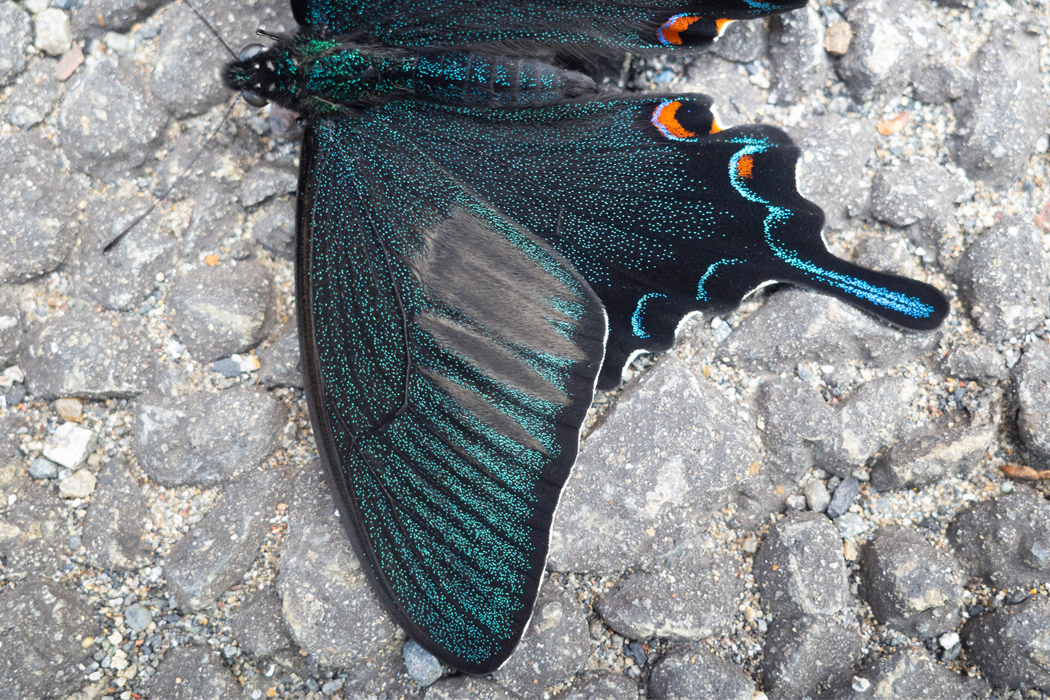 カラスアゲハの写真6｜コンクリートの上で翅を広げました。