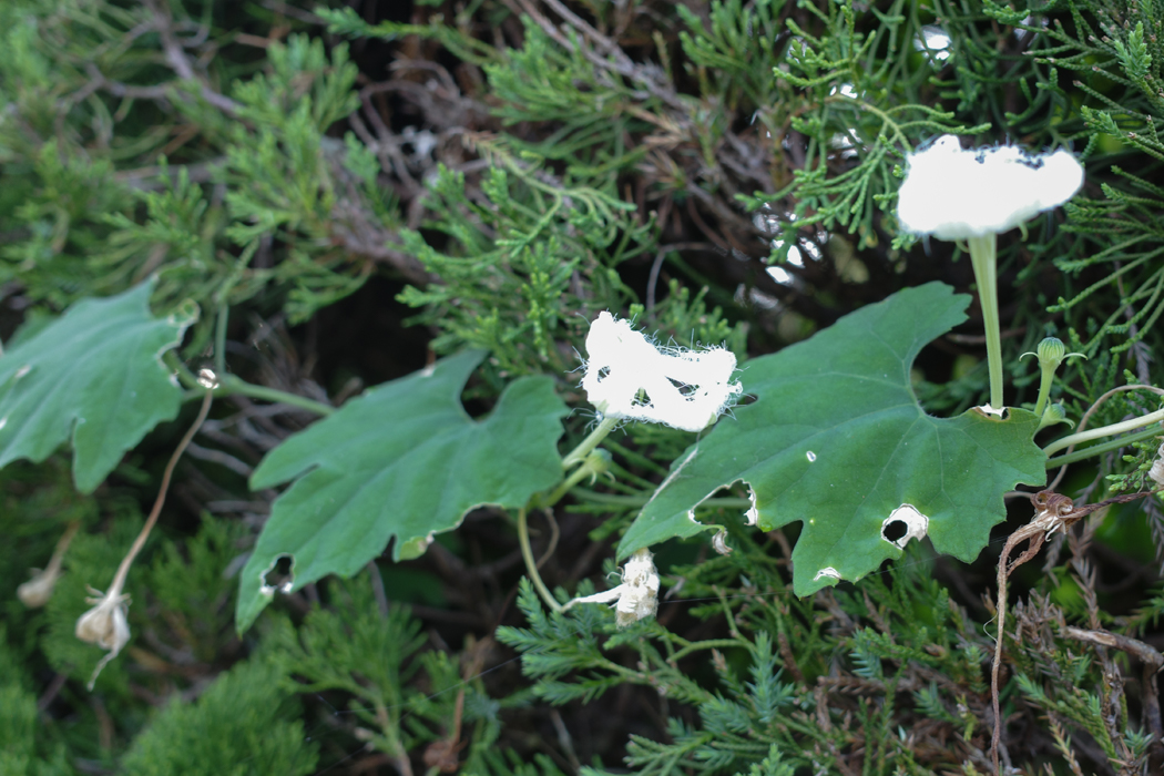 カラスウリの写真4｜蔓を横に伸ばしていました。