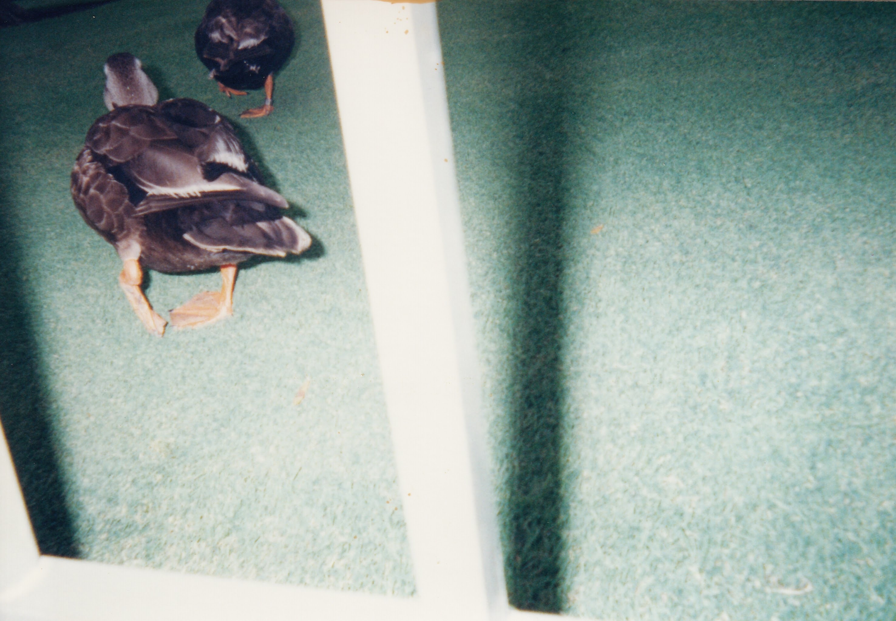 カルガモの写真2｜後ろ姿です。