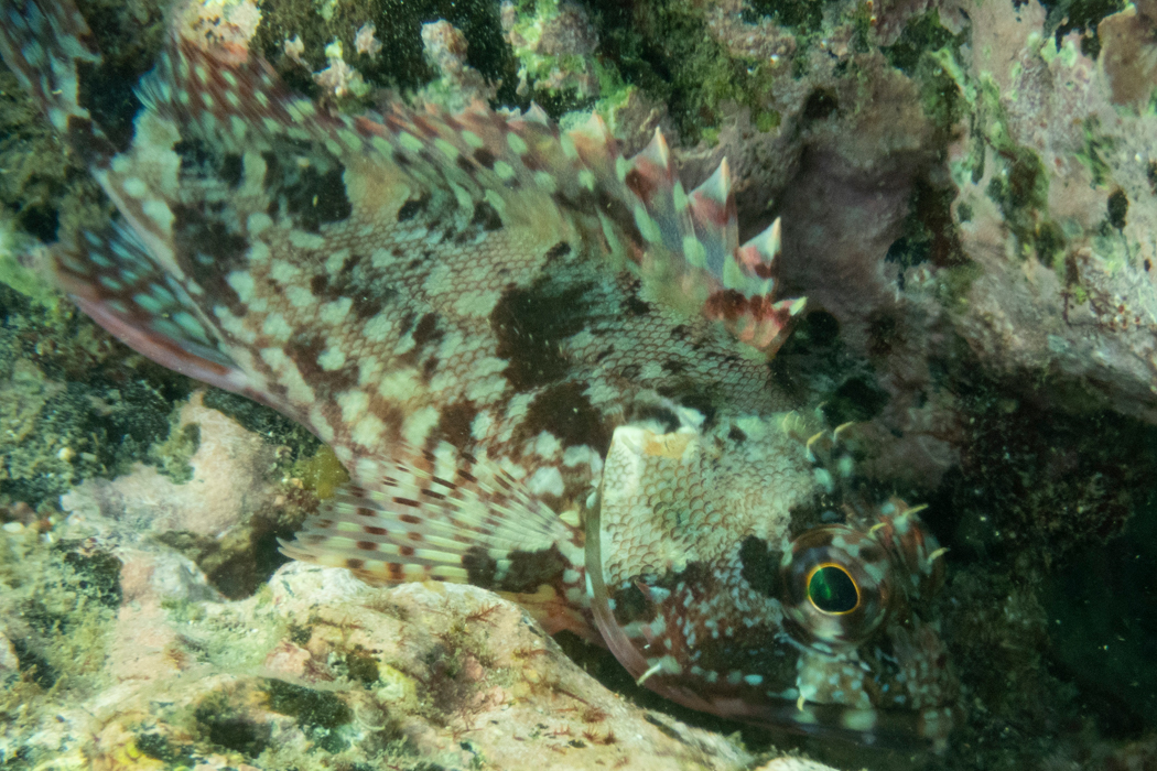 Picture of False kelpfish1｜White and brown mottled pattern.