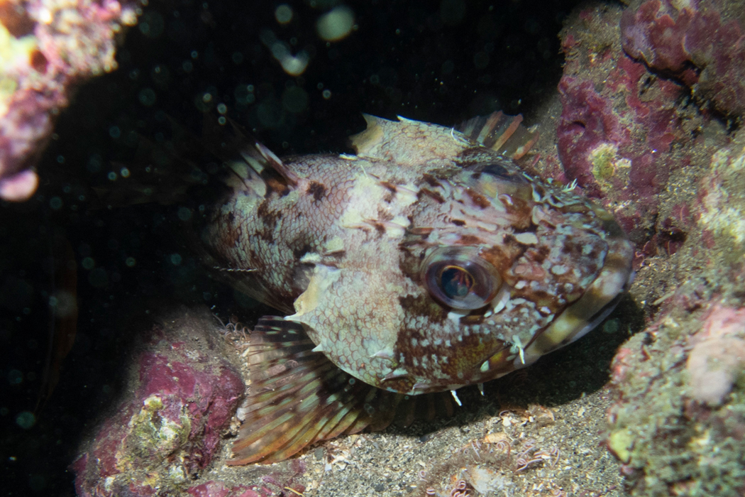 Picture of False kelpfish4｜Put face out of the hole.