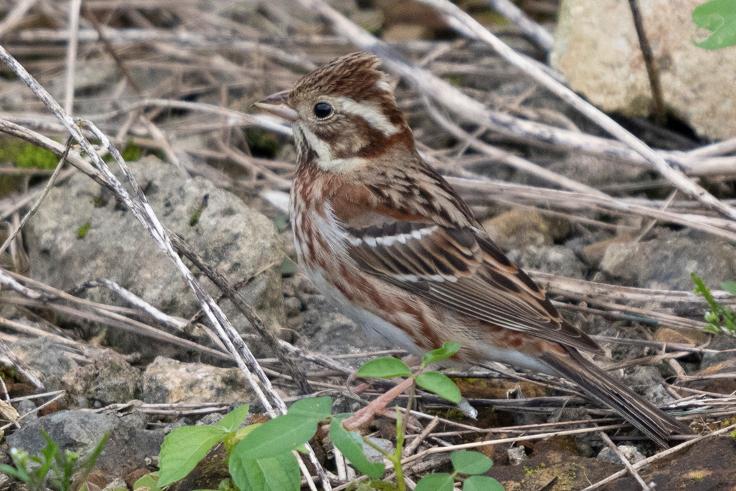写真｜「カシラダカ」