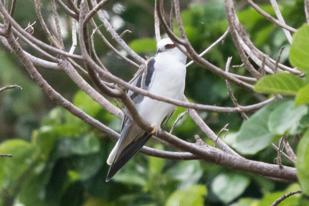 カタグロトビの写真1｜白い羽毛に赤い虹彩が映えています。