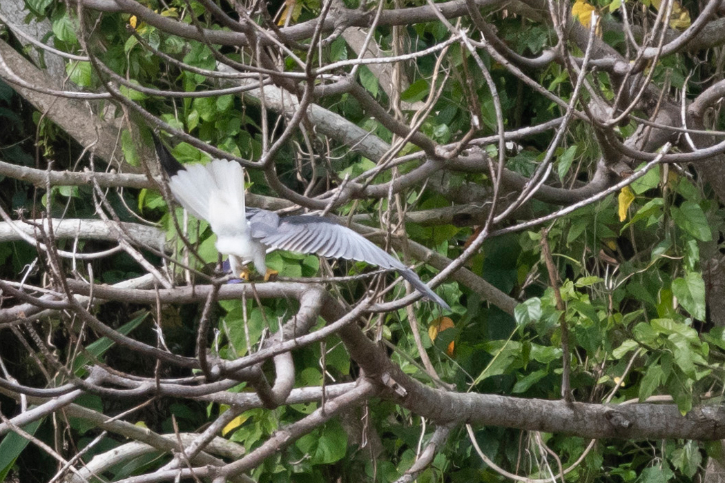 カタグロトビの写真2｜脚は黄色いです。