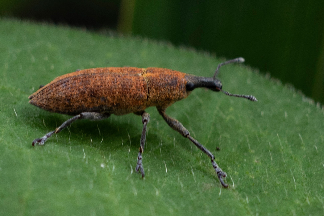 写真｜「カツオゾウムシ」