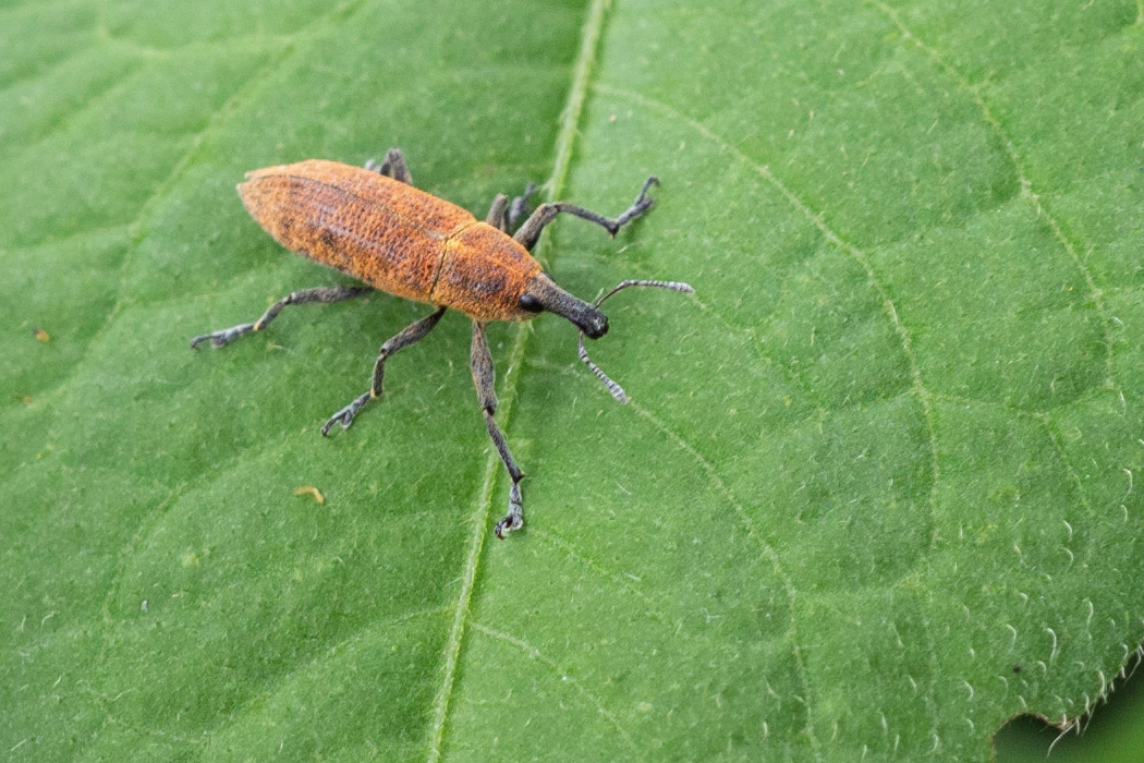 カツオゾウムシの写真4｜翅の表面には小さな穴が並んでいます。