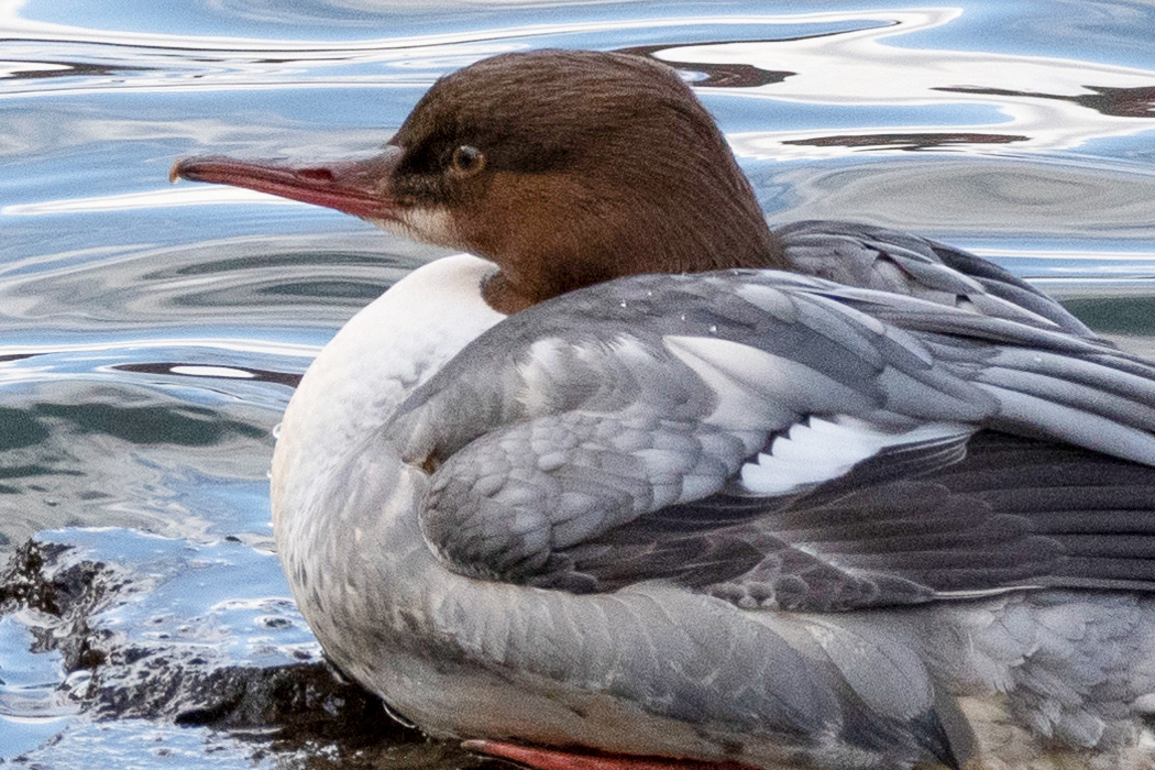カワアイサの写真2｜嘴は肉色で鉤状です。