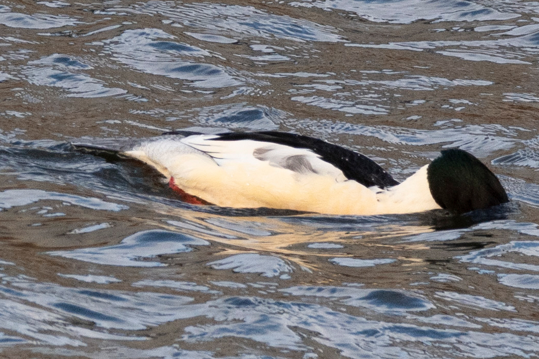 写真｜「カワアイサ」