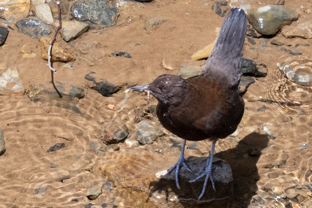 写真｜「カワガラス」