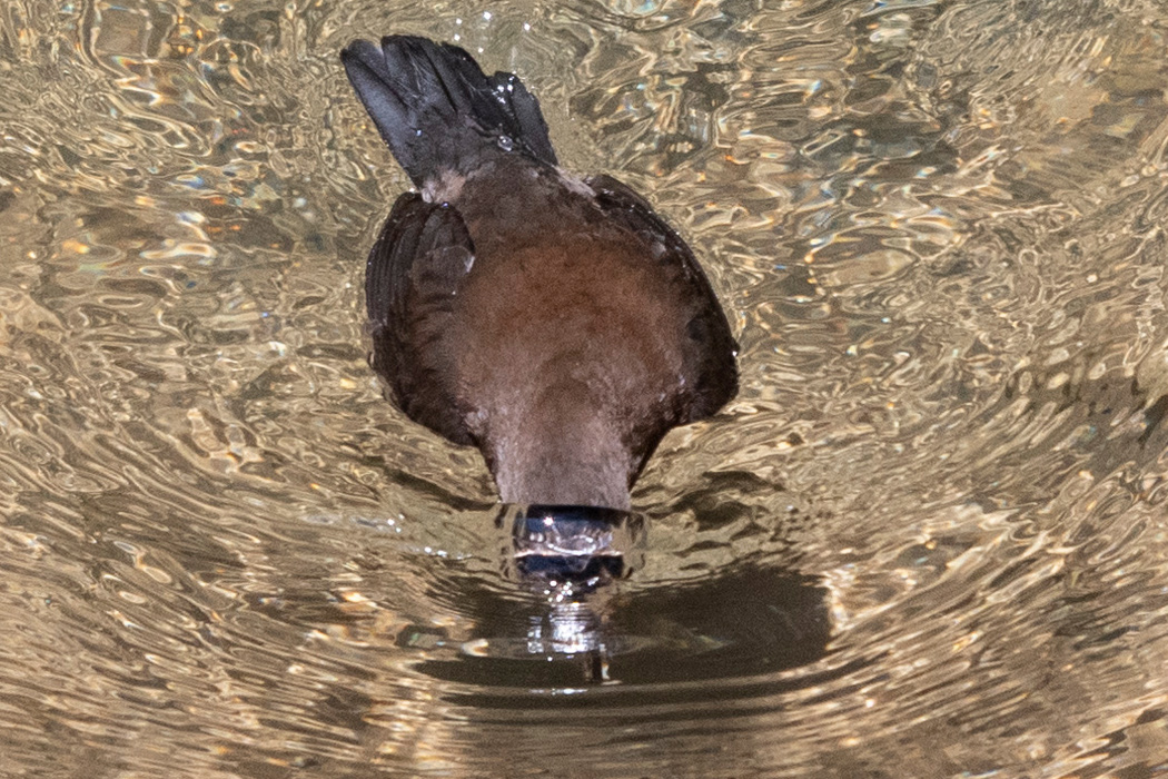 Picture of Brown Dipper4｜Dive into the water to move and take food.