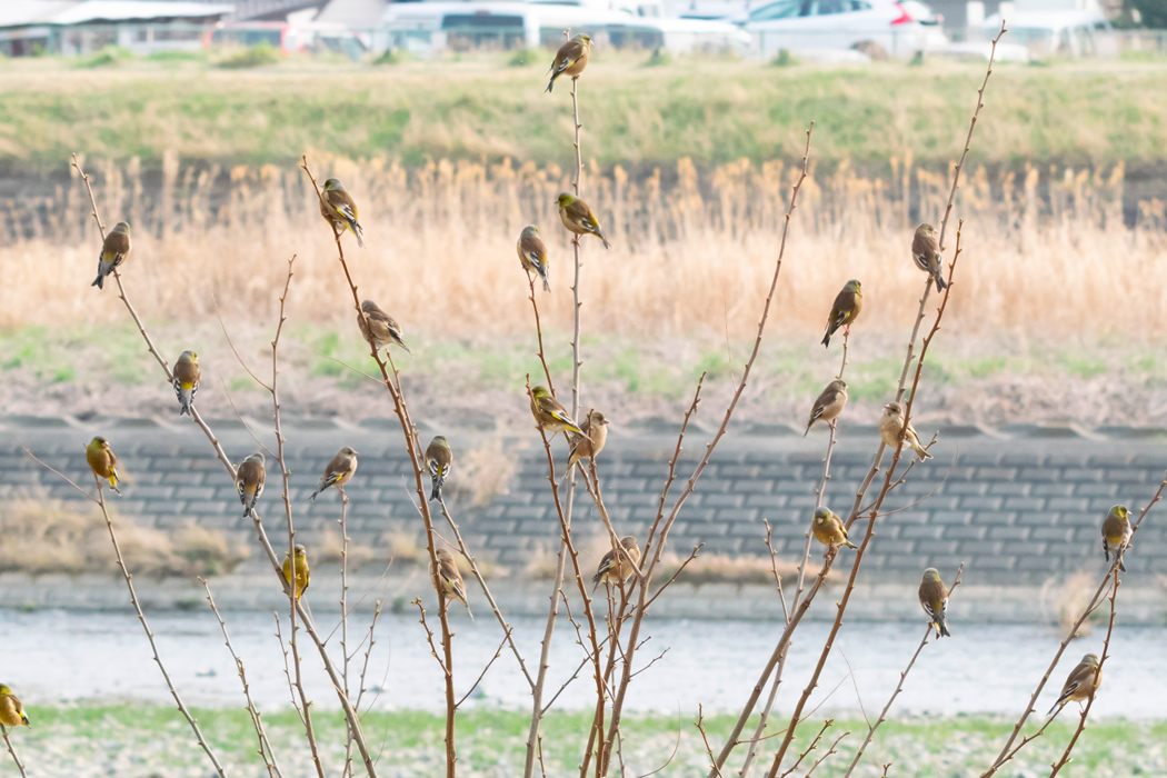 写真｜「カワラヒワ」