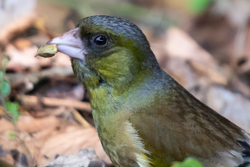 カワラヒワの写真5｜硬そうな種を食べています。