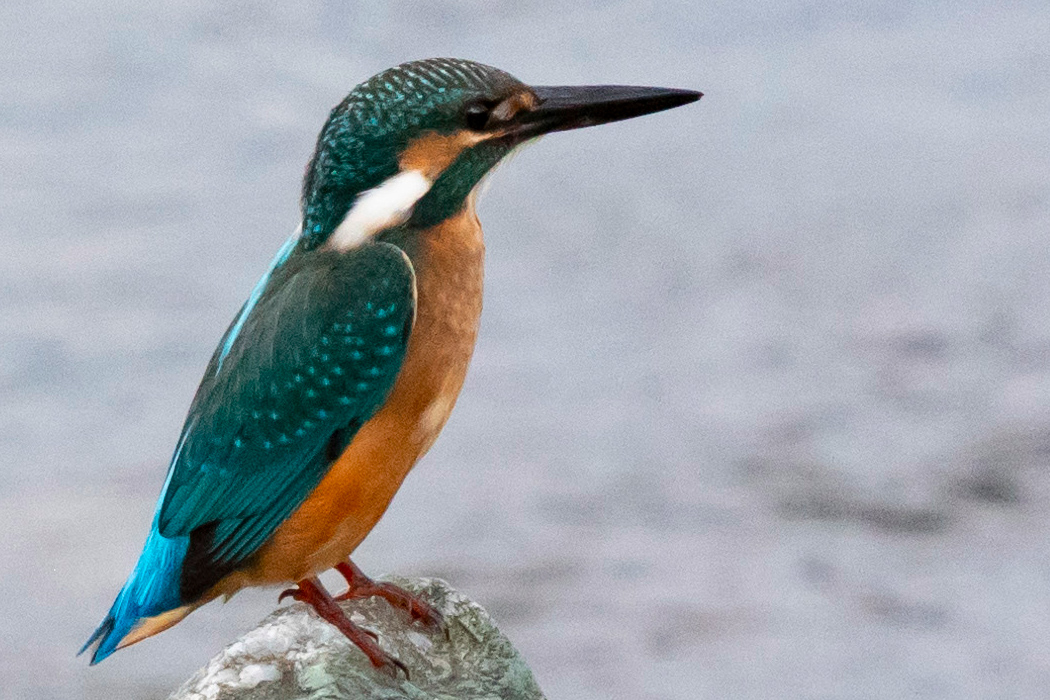 カワセミの写真1｜美しいエメラルドグリーンです。