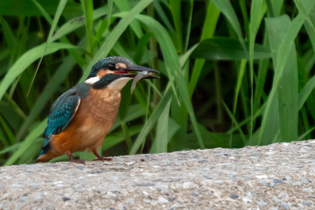 カワセミの写真5｜小魚を捕まえていました。