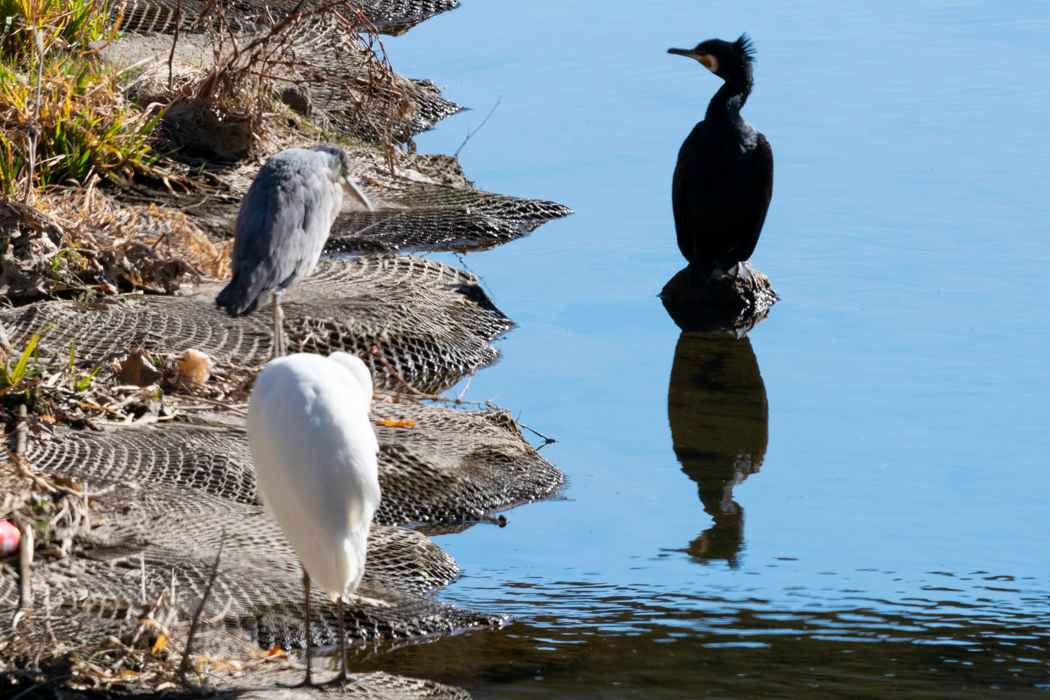 カワウの写真5｜アオサギ、ダイサギの近くにいました。
