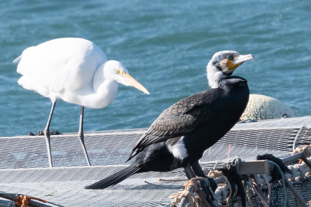 カワウの写真7｜頭が真っ白な婚姻色です。