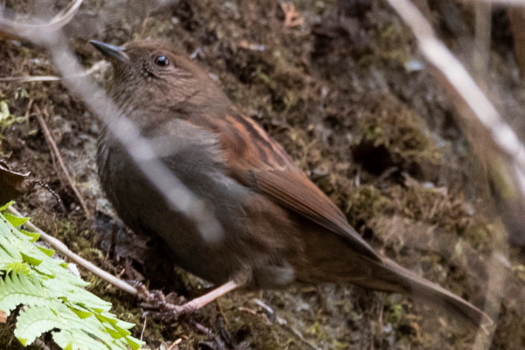 写真｜「カヤクグリ」