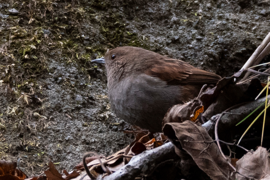 写真｜「カヤクグリ」