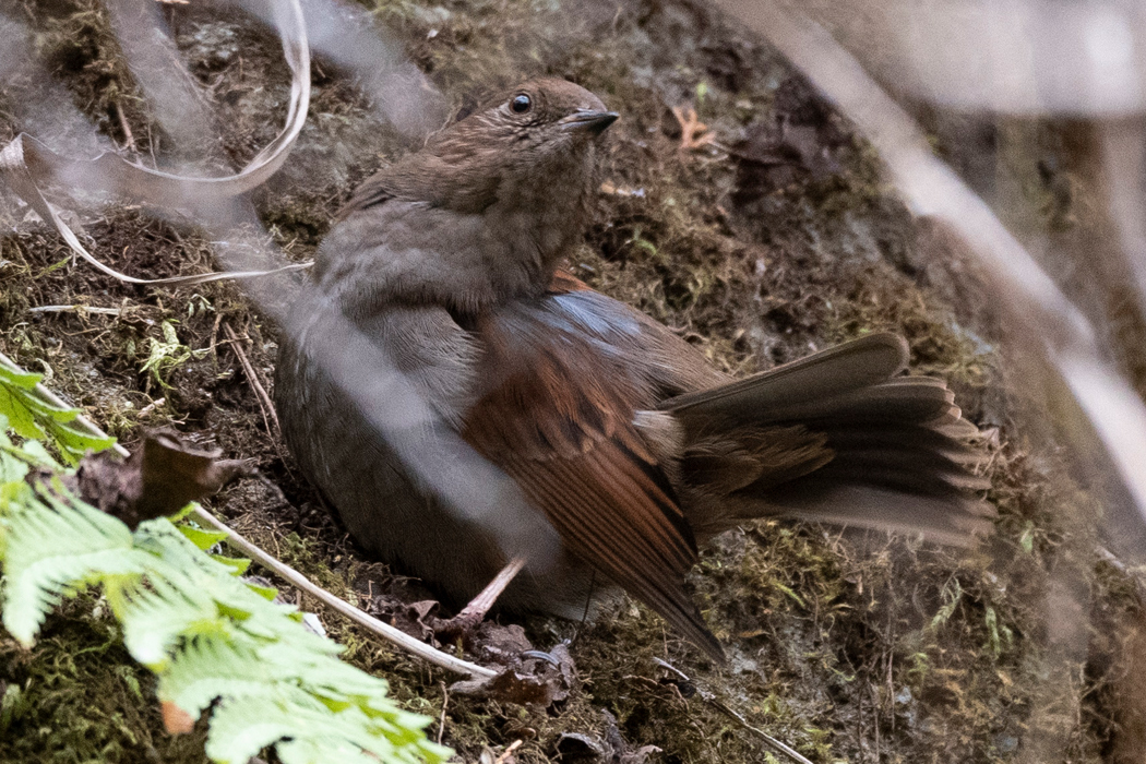 写真｜「カヤクグリ」