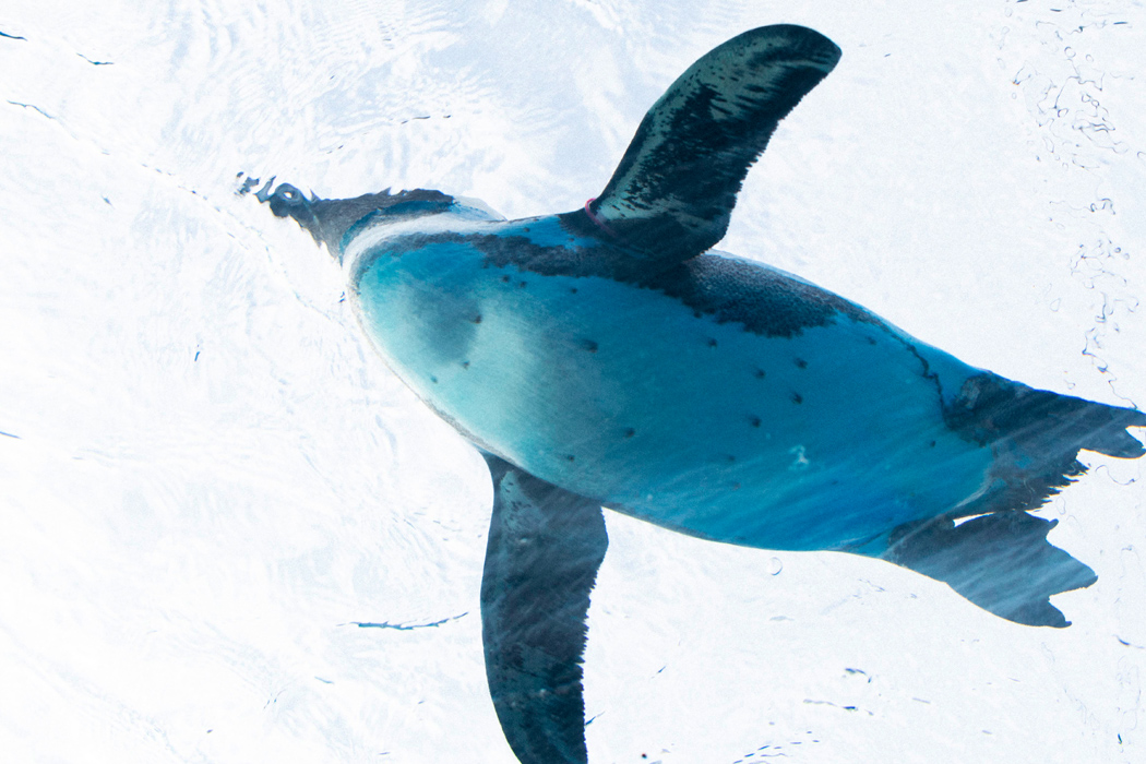 ケープペンギンの写真1｜天井を泳ぐケープペンギンです。