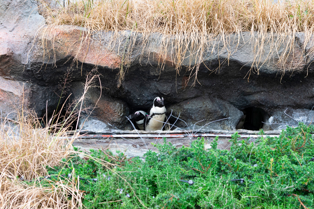 ケープペンギンの写真3｜水槽の横では陸上の姿を見ることができます。