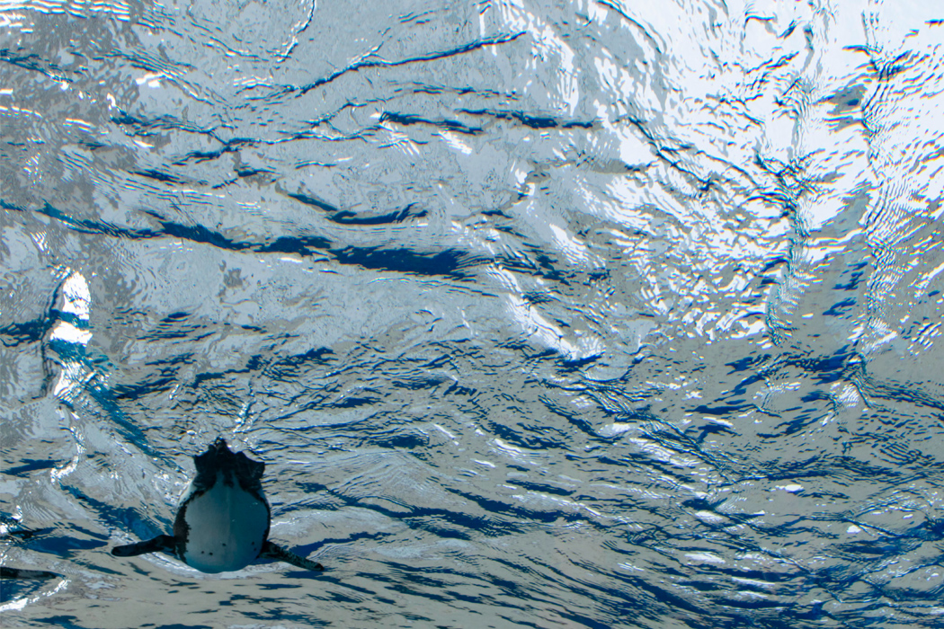 ケープペンギンの写真5｜不思議な空間です。