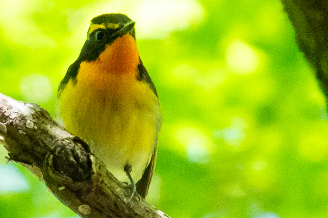 写真｜「キビタキ」