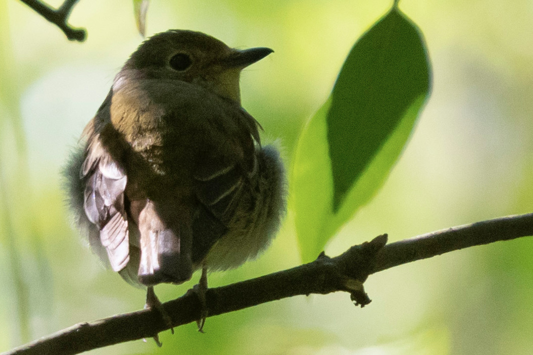 褐色をしたメスです。