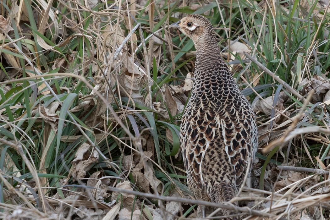 写真｜「キジ」