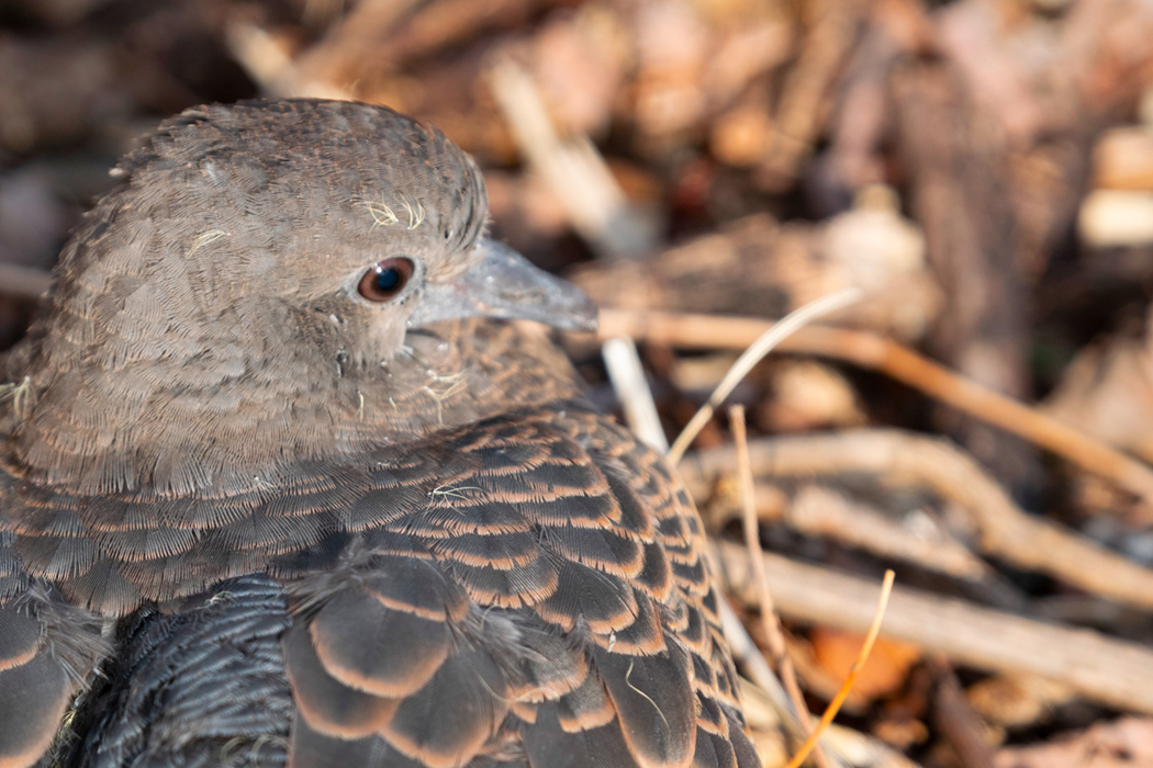 キジバトの写真3｜翼の模様が立派です。