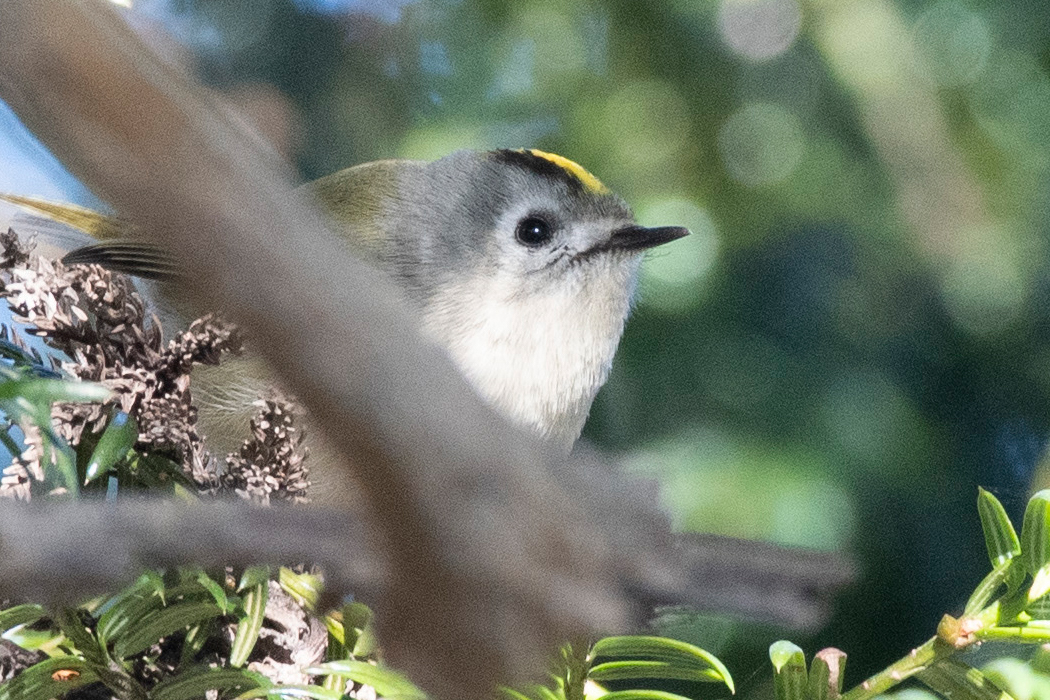 写真｜「キクイタダキ」