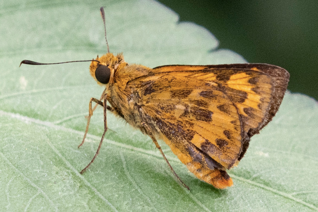 キマダラセセリの写真1｜オレンジに近い黄色と褐色です。