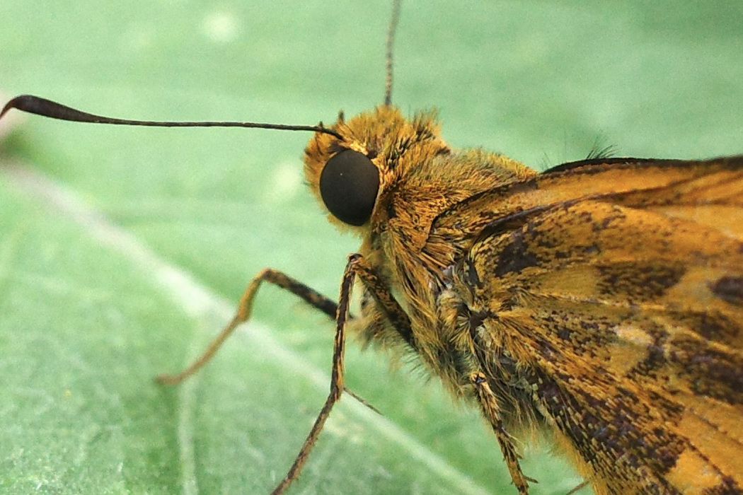 キマダラセセリの写真2｜胸部には微細な毛がけっこう生えています。