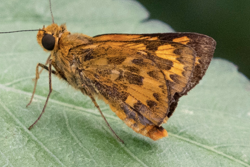 キマダラセセリの写真4｜裏面は先端に行くにつれて模様が濃くなります。