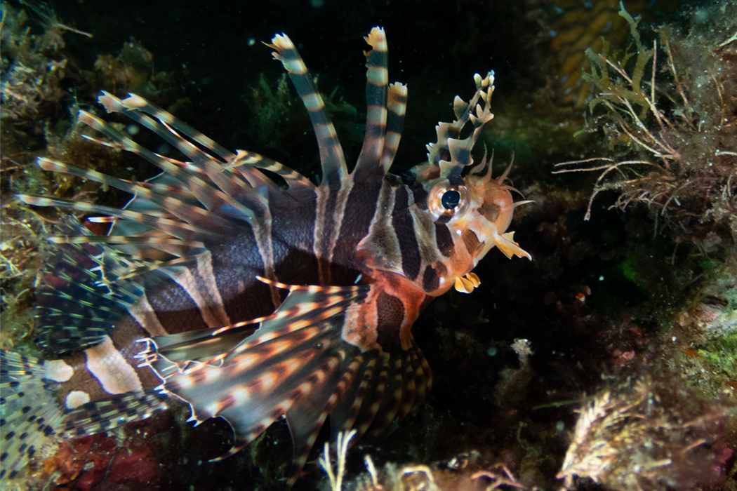 キリンミノの写真1｜縦縞が特徴的です。